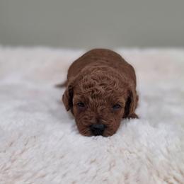 Faith (AKC) - Red  female Poodle puppy in Rainbow City, Alabama from Spinks Poodles