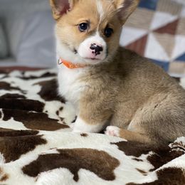 Pembroke Welsh Corgi Puppies from Morning Glory Corgis