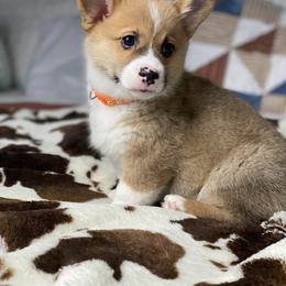 Pembroke Welsh Corgi Puppies from Morning Glory Corgis