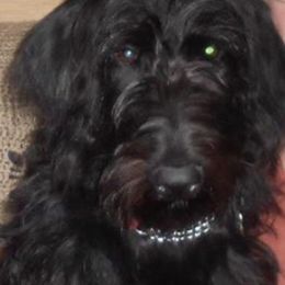 Australian Shepherd, Goldendoodle, and Poodle All Grown Up from Country Poos and Dos