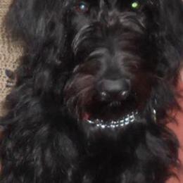 Australian Shepherd, Goldendoodle, and Poodle All Grown Up from Country Poos and Dos
