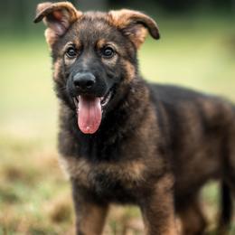 Ramsey - Sable male German Shepherd puppy in Berwick, Maine from Vom Rindahaus Shepherds