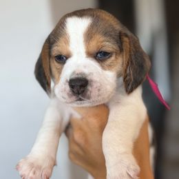 Annie (pink) - Black tan and white female Beagle puppy in Norco, California from Prairie Tail Beagles