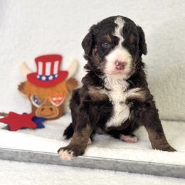 Uncle Sam - Brown male Bernedoodle puppy in Williamson, New York from Lakeside Doodles