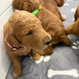 Pistachio collar - Red  female Poodle puppy in San Benito, Texas from Irene's Poodles