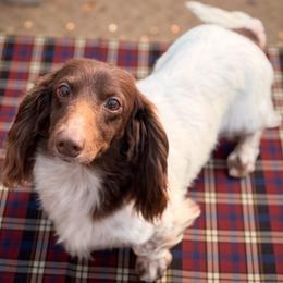 Aksel - Dachshund