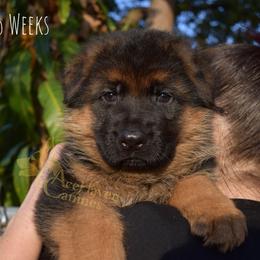 Yellow Collar - Black and red male German Shepherd puppy in Orlando, Florida from AceHaven Canines