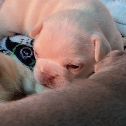 French Bulldog Puppies from Langiappe Frenchies