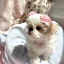 Daisy - White female Shih Tzu puppy in Frederick, Maryland from Shih Tzu Puppy in Maryland