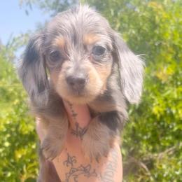 Female 8 - Dapple female Dachshund puppy in Riverside, California from Ashley’s canine collective