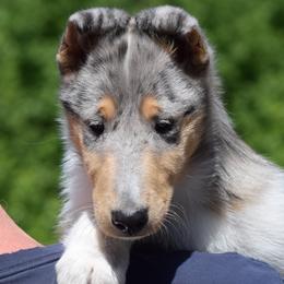 Collie puppies from Sunway Kennels