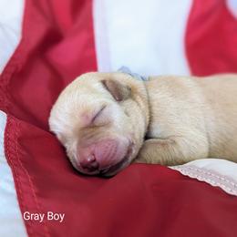 Labrador Retriever Puppies from BAK Forty Ranch