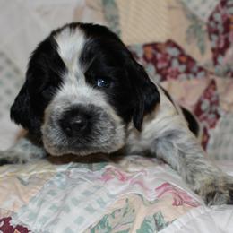 Cypress - Black and white female English Springer Spaniel puppy in Lexington, South Carolina from House Tiner Springers