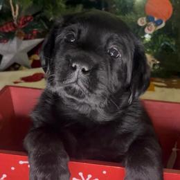 Schroeder - Black male Labrador Retriever puppy in Cleveland, Ohio from Brookside Labrador Retrievers