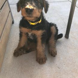 Girl 3 - female Airedale Terrier puppy in Anderson, California from Airedales of Myriad Ranch