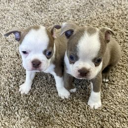 Boston Terrier Puppies from Bonze Boston Terriers