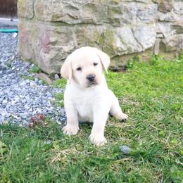 Swatara Creek Labradors LLC - Yellow male Labrador Retriever puppy in Jonestown, Pennsylvania from Swatara Creek Labradors LLC
