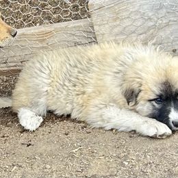 Delilah Jr - Brindle female Colorado Mountain Dog puppy in Del Norte, Colorado from FAFO Ranch