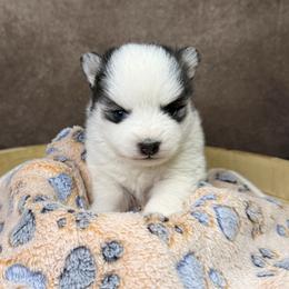 Girl 3 - White female Pomsky puppy in Amarillo, Texas from Pom Pom Pomskies