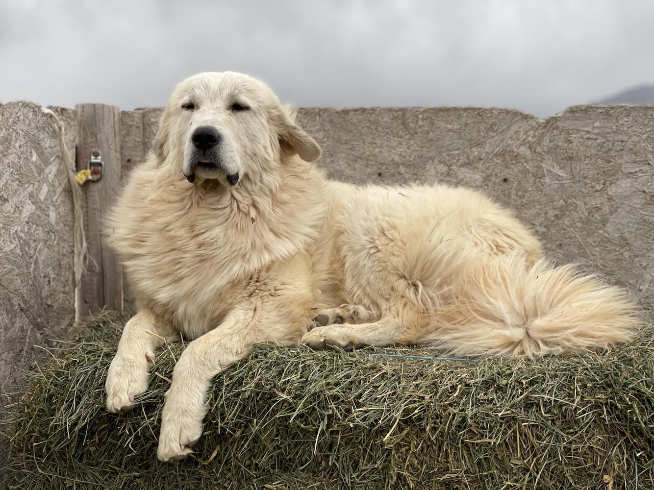 A Pyr lays stoically on a bale of hay