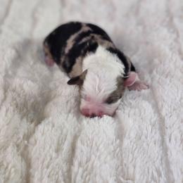 Thumper - Blue merle male Miniature Australian Shepherd puppy in Gainesboro, Tennessee from Family Tradition