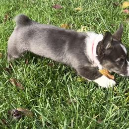 American Corgi Puppies from Patriot American Corgi