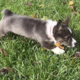 American Corgi Puppies from Patriot American Corgi