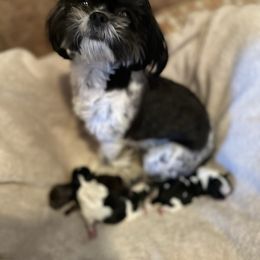 Heart - Shih Tzu