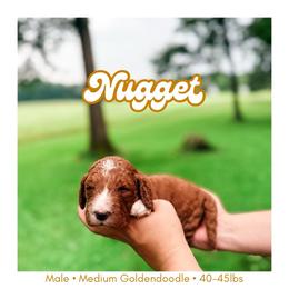 NUGGET - Apricot male Goldendoodle puppy in Brookville, Pennsylvania from Woodland Mountain Doodles