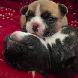 French Bulldog Puppies from Queens of the South