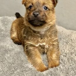 Australian Terrier Puppies from Firewalker Australian Terriers