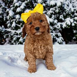 Goldendoodle puppies from Michigan Doodles