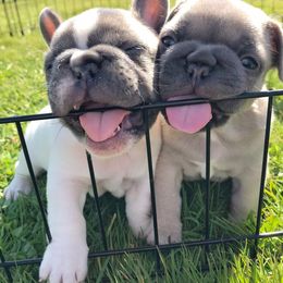 French Bulldog Puppies from Frenchies Of Central Oregon