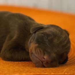 Zombie - Black and rust male Doberman Pinscher puppy in Winchester, Ohio from 32 Farms