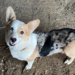 Birdie - American Corgi