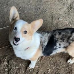 Birdie - American Corgi
