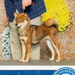 Journey - Shiba Inu