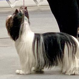 Biewer Terrier Puppies from Bouquet Biewers