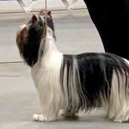 Biewer Terrier Puppies from Bouquet Biewers