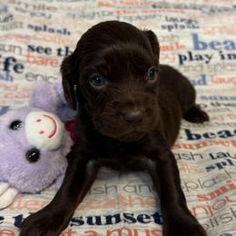 Madison's girl - Chocolate female Boykin Spaniel puppy in Van Buren, Arkansas from Arklahoma Boykins