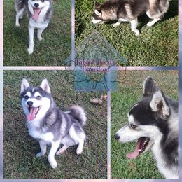 Keizer  - Pomsky