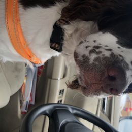 May - English Springer Spaniel