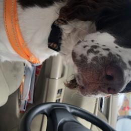 May - English Springer Spaniel