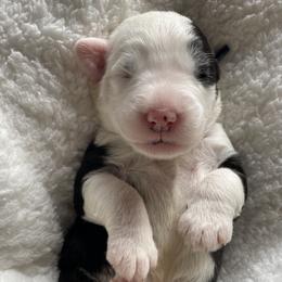 Goldendoodle, Old English Sheepdog, Poodle, and Sheepadoodle Puppies from Heavenly Hilltop Farm