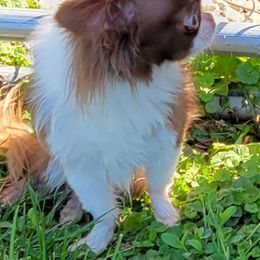 Chihuahua All Grown Up from Bono's  Chihuahuas LLC