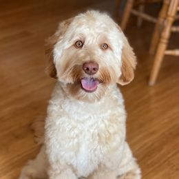 Cooper - Australian Labradoodle