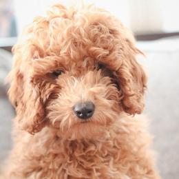 Patrick - Red  male Poodle puppy in Laveen, Arizona from Nystrom Clan Pups