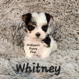Whitney - Parti female Yorkshire Terrier puppy in Adair, Oklahoma from Phillippe's Puppy Paws