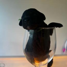 Salsa - Black female Poodle puppy in Port Saint Lucie, Florida from Abbott Standard Poodles