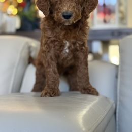 Boy 2 - Red  male Goldendoodle puppy in Brooksville, Florida from Abby’s Standard Goldendoodles